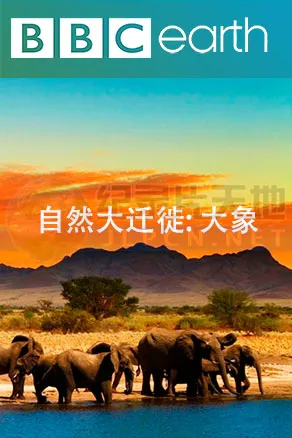 自然大迁徙封面图